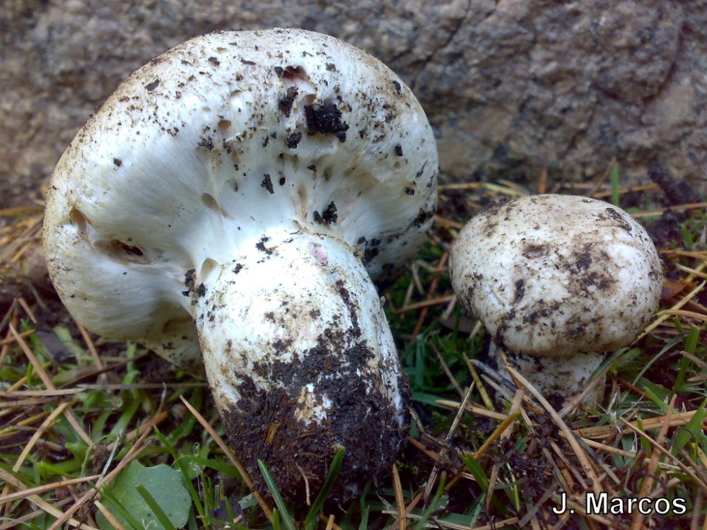 Agaricus para determinar 1